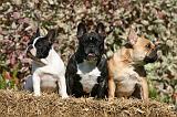 BOULEDOGUE FRANCAIS 1258